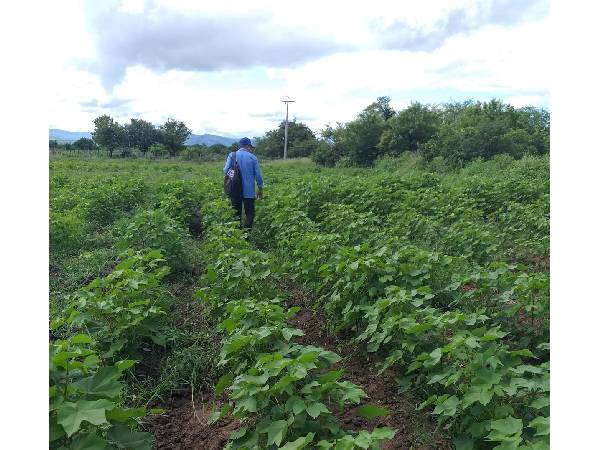 Plantio de Algodão em Icó ganha força